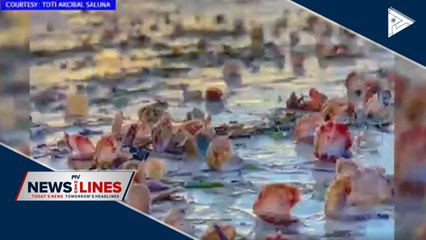 Scallop shells found at Boracay Beach