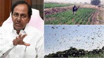Locusts Heading Towards Telangana, 400 km Away from Border || తెలంగాణపై మిడతల దండయాత్ర....!!
