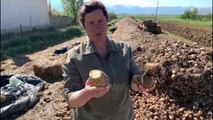 Ora News - Pandemia dëmtoi prodhimin e patateve, fermerët e Korçës pa mbështetjen e qeverisë