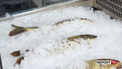 Hapet qendër ankandi për krapin e Shirokës/ Drejtori: Peshkatarët e paligjshme s'lejohen të shesin