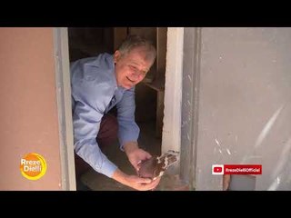 Një histori mbi 50 vjeçare  me pëllumbat e rrallë