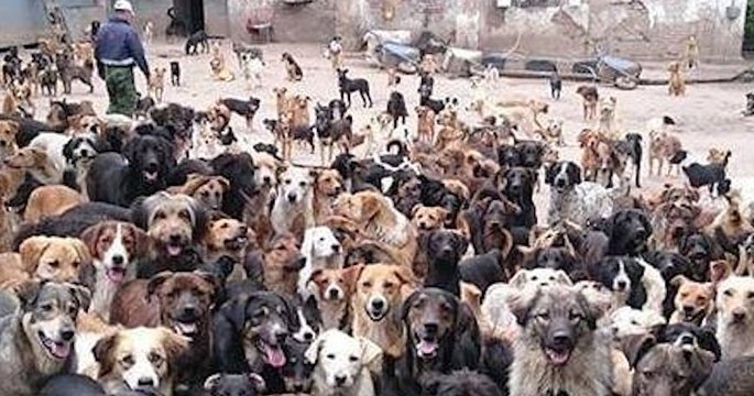 Sasha Pesic, l’homme qui vit avec plus de 750 chiens