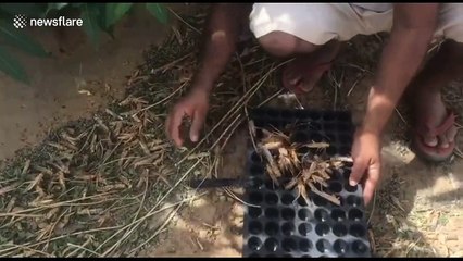 North India suffers massive locust attack that devastates 2500 hectares of farmland