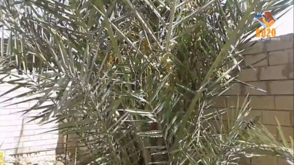 এক টি খেজুর গাছে কি সুন্দর খেজুর বরছে