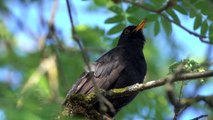 Blck Bird Natural singing amazing video