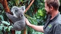 Australian Reptile Park recibe al primer bebé koala desde los incendios