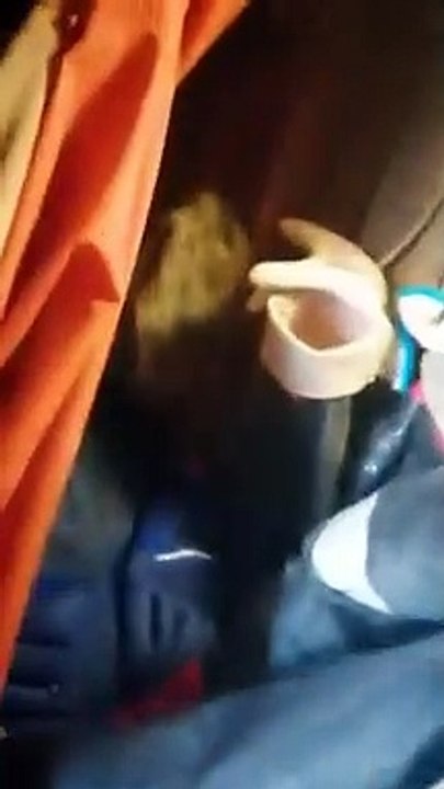 Ce lion de mer vient se servir directement sur le bateau