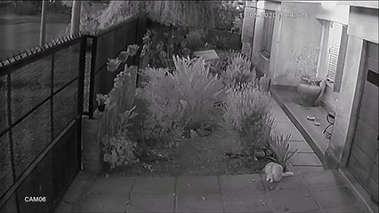 Ce chat détestera les portails automatiques pour le restant de ses jours