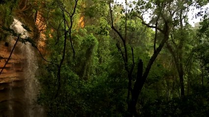 Amazing Forests | Forest and its beauty | अद्भुत वन | वन और उसकी सुंदरता