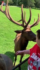 Huge Friendly Elk Trades Pets for Snacks