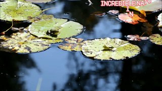 Daily Activities of Few Small Animals and Birds | Beautiful Small Animals and Birds | कुछ छोटे जानवरों और पक्षियों की दैनिक गतिविधियाँ | सुंदर छोटे जानवर और पक्षी |