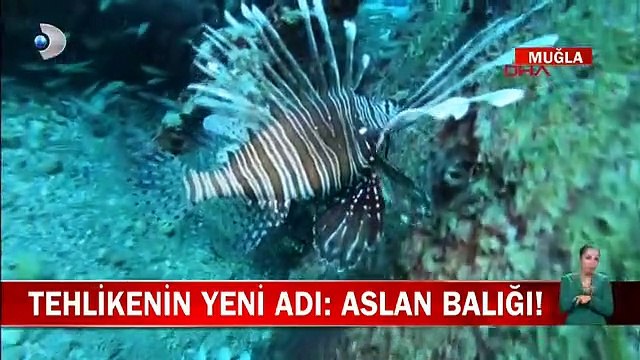 Aslan balığı zehirli mi? Aslan balığı insana zarar verir mi?