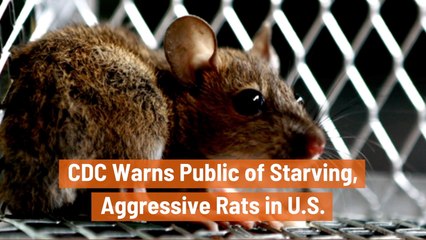 The Starving Rats Of 2020