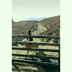 VIDA ANIMAL(ANIMAL LIFE)-09