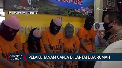 Pelaku Tanam Ganja Di Lantai Dua Rumah