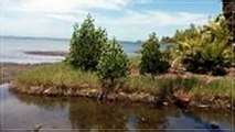 A SAISIR FENUAIHERE TEAHUPOO SPLENDIDE PARCELLE 44 HECTARES AVEC SON BORD DE MER