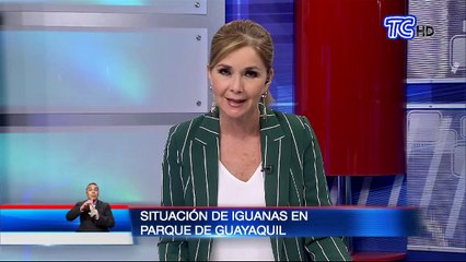 Esto sucede con las iguanas en época de pandemia en parque Seminario de Guayaquil