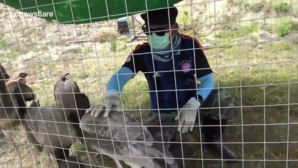 Baby storks released into the wild after being rescued from mobile phone tower