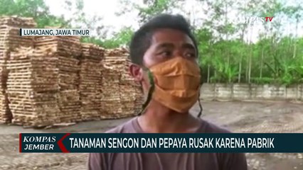 Drainase Pabrik Buruk, Kebun Sengon dan Pepaya Warga Rusak
