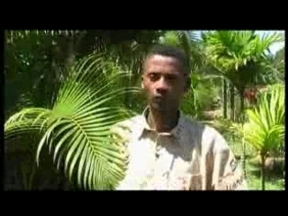 Sipa tsisy tanjona( DELPHIN)