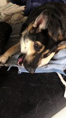 シェパード犬のメメラン骨ハムハム2