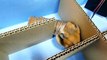 Hamster Running Through Maze !! Obstacle course Raze by Fun Hamster