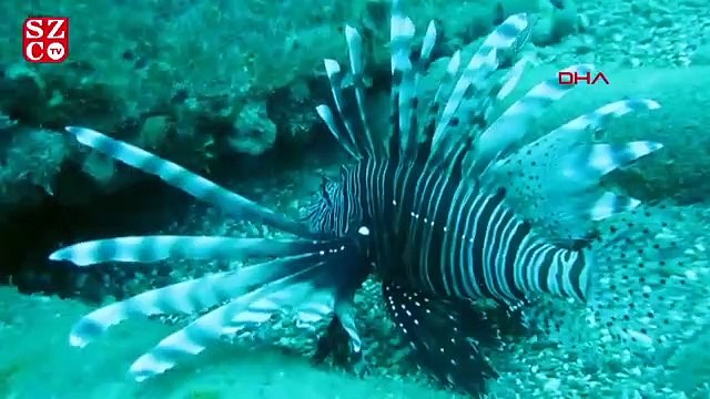 Prof. Dr. Gökoğlu 'Koronavirüs, doğaya şans verdi'