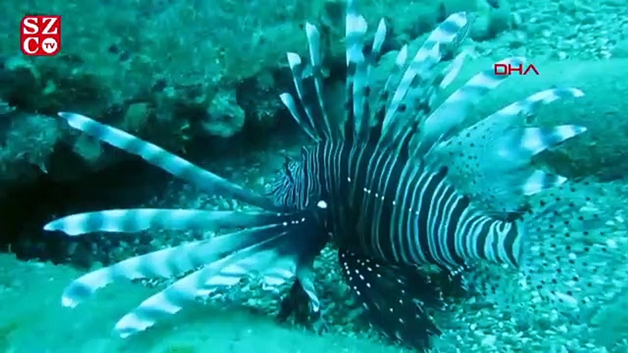 Prof. Dr. Gökoğlu 'Koronavirüs, doğaya şans verdi'