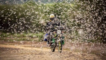 India under worst locust attack in 27 years