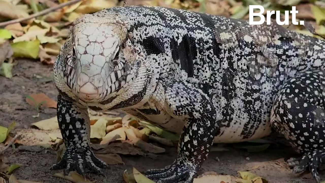 Tegu lizards are invading the American South