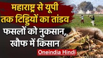 Locust Attack: Maharashtra से Uttar Pradesh तक टिड्डियों का आतंक, Punjab में अलर्ट | वनइंडिया हिंदी