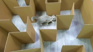 Cute kitten managed to escape from giant carton maze!!!