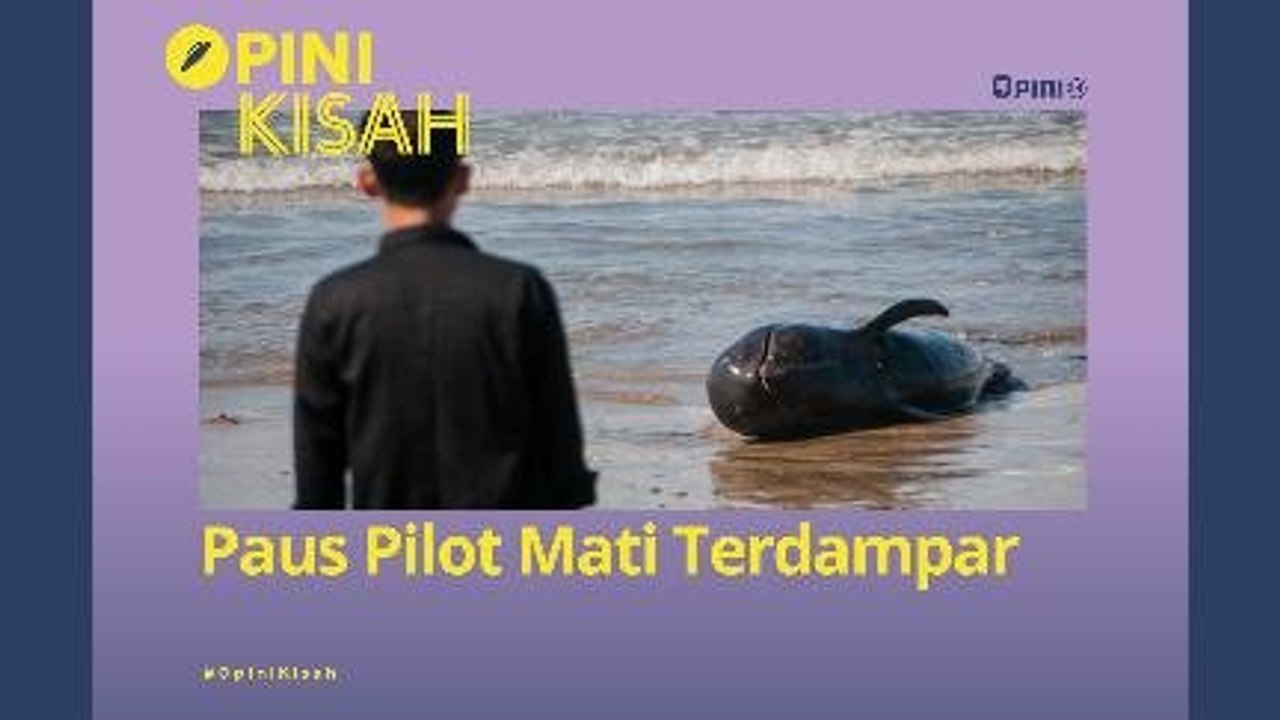 Paus Pilot Mati Terdampar