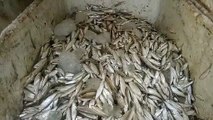 लाखों रुपए कीमत की मछलियों के साथ तीन तस्कर गिरफ्तार