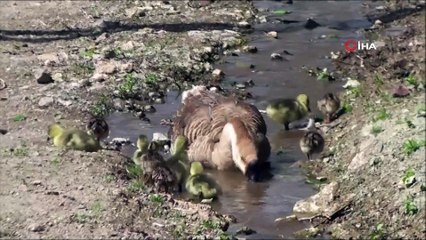 Çin kazı, hindi civcivlerine annelik yapıyor
