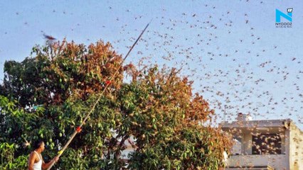 India's locust nightmare spreads to Maharashtra, high alert in UP, Punjab