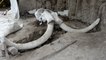 A mammoth discovery: Giant remains found near Mexico City