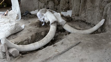 A mammoth discovery: Giant remains found near Mexico City