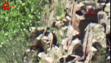 Erzurum'da görüntülendi: İki yavrusuyla böyle oynadı