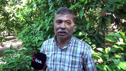 Çöl sıcakları narenciye ve zeytini vurdu, rekoltede yüzde 50 düşüş bekleniyor