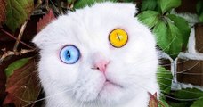 Ce chat aux yeux bicolores va vous hypnotiser