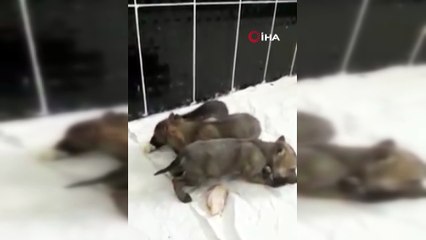 Jandarma'nın bulduğu yavru kurtlar rehabilitasyon merkezinde tedavi altına alındı