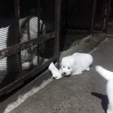 ANNE ALABAY COAN KOPEGi ve YAVRULARI - MOM ALABAi SHEPHERD DOG and PUPPiES