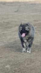 KAFKAS COBAN KOPEGi ile MERADA GEZiNTi - CAUCASiAN SHEPHERD DOG with Walk
