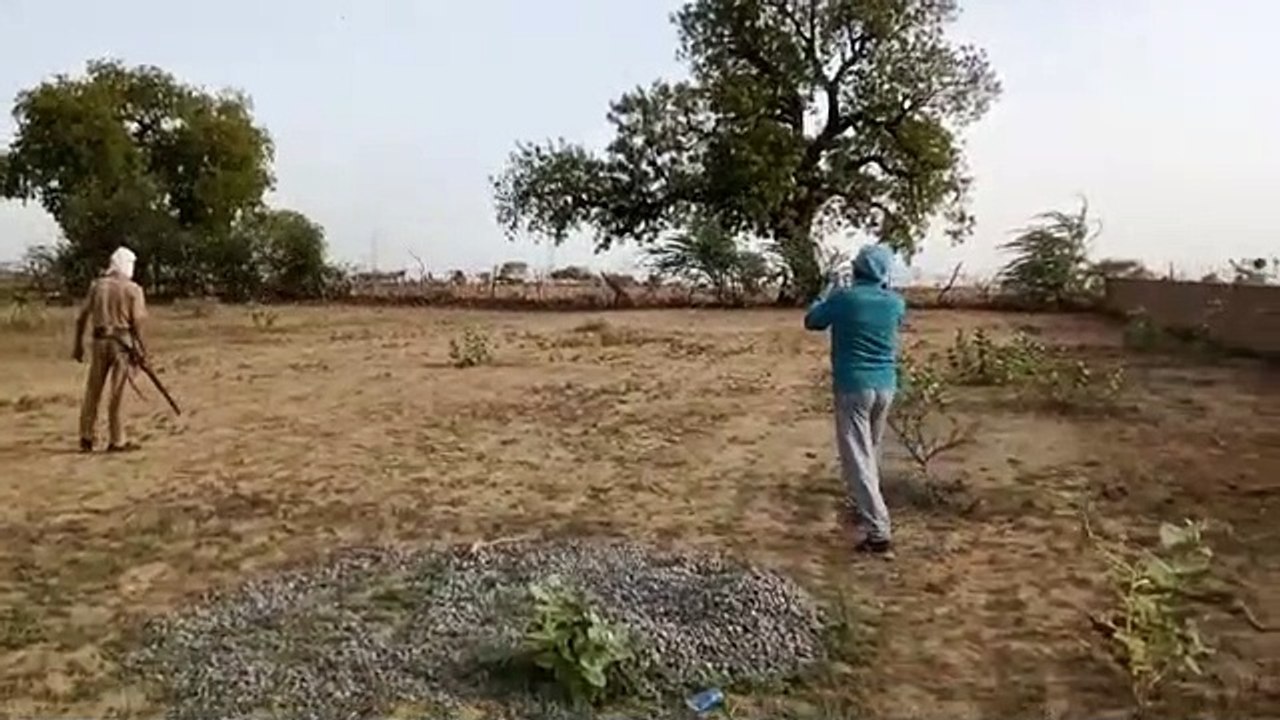 झाँसी में टिड्डी दल का आतंक, ग्रामीण परेशान