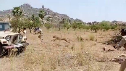 Leopard creates scare in Telangana, injures 2