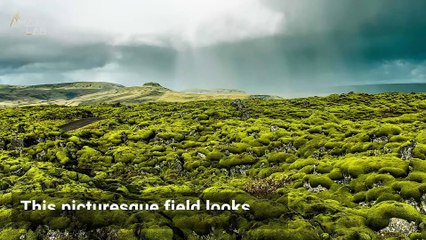 Iceland’s Lava Field is a Must-See, Mossy Wonderland with a Dark Past