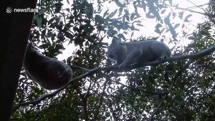 Claws are out as two Australian koalas brawl hanging in the middle of a tree