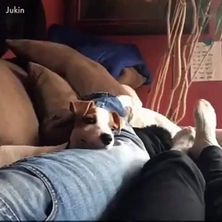 Videos de RISA de PERROS 2018 - Virales Facebook