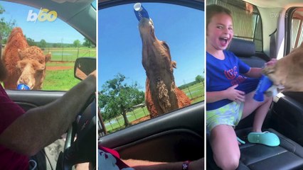 Watch This Hungry Camel Steal a Family’s Food From Their Car
